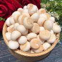 banh men bi sua 3.webp