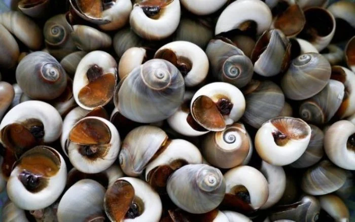 [SL-OMT-1K] Ốc Mỡ Trắng 1Kg /Black Marine Snail