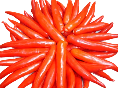 [SL-OBC-100] Ớt Bỏ Cuống 100G /Stemless Chilli