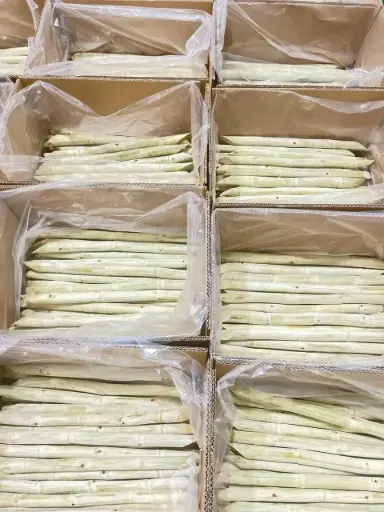 [6R-MIA-12K] Mía /Sugar Cane